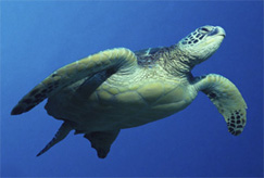 Bermuda Turtle Bermuda Turtle