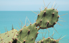 Bermuda cactus Bermuda cactus