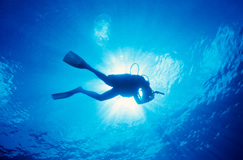 scuba diver Bermuda