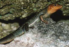 Bermuda skink Bermuda skink
