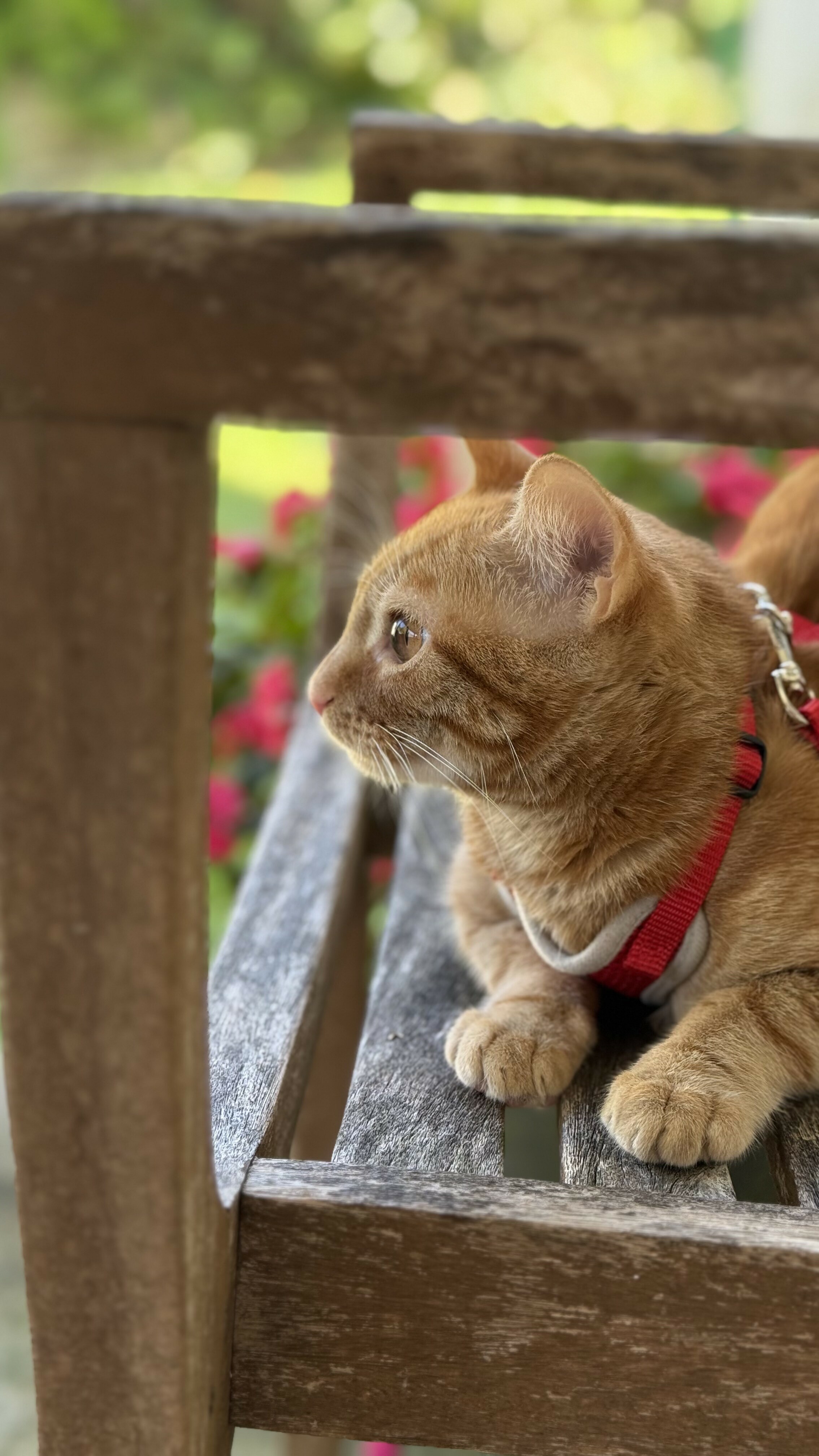 Ettrick Animal Hospital