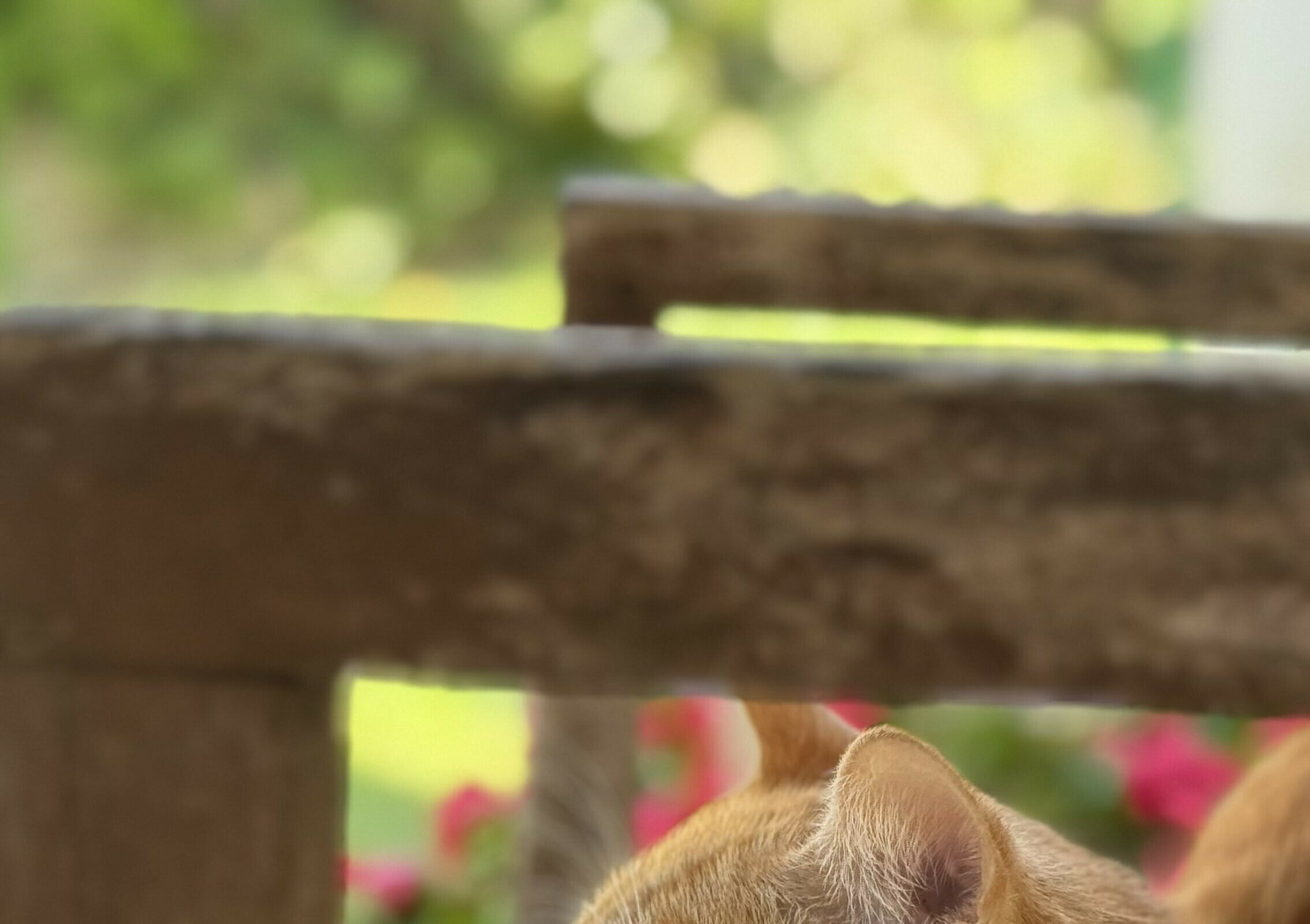 Ettrick Animal Hospital