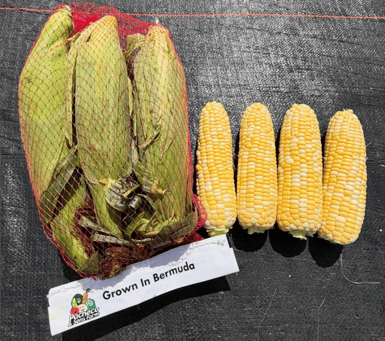 Pacheco & Sons Farms