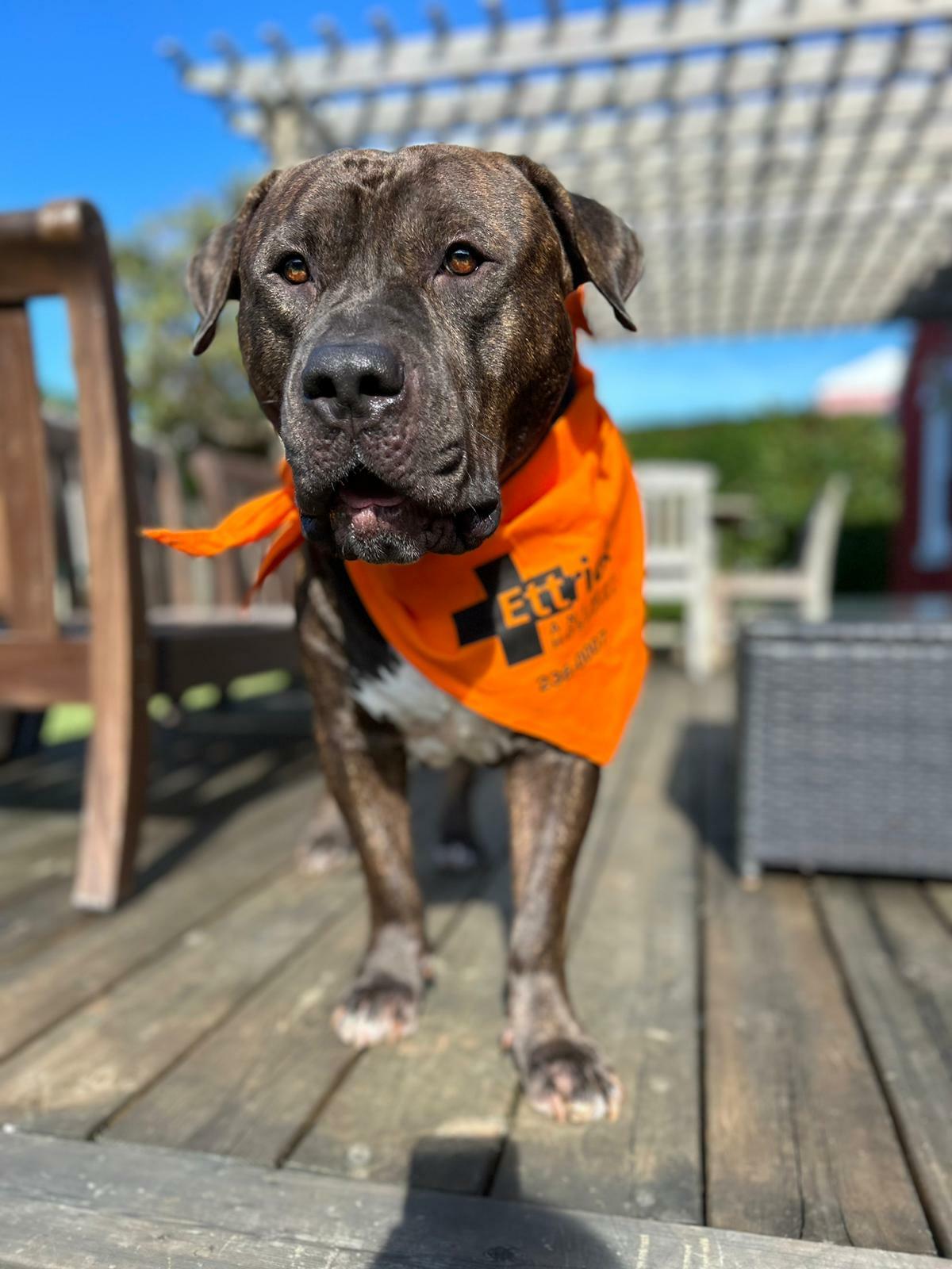 Ettrick Animal Hospital