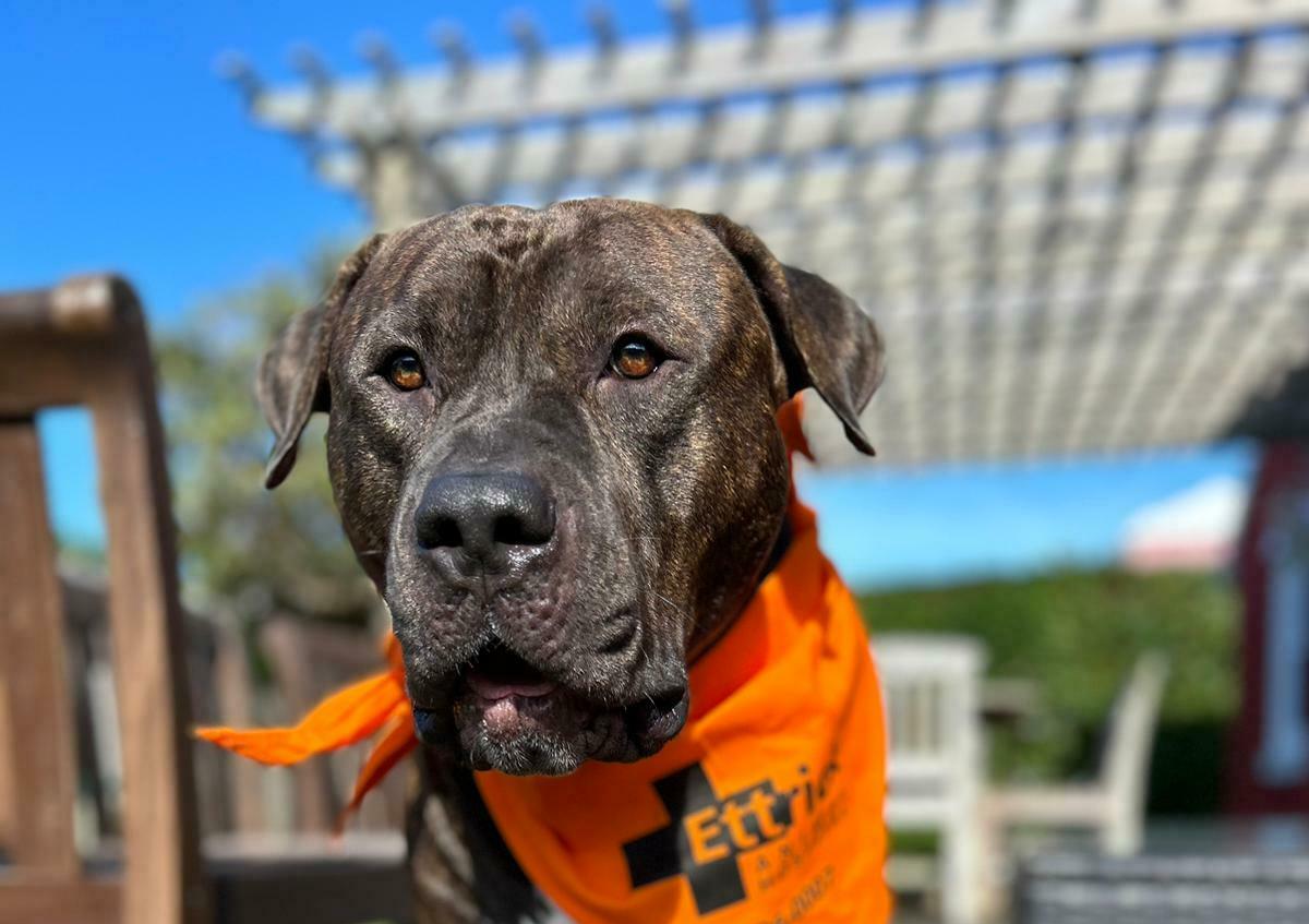 Ettrick Animal Hospital