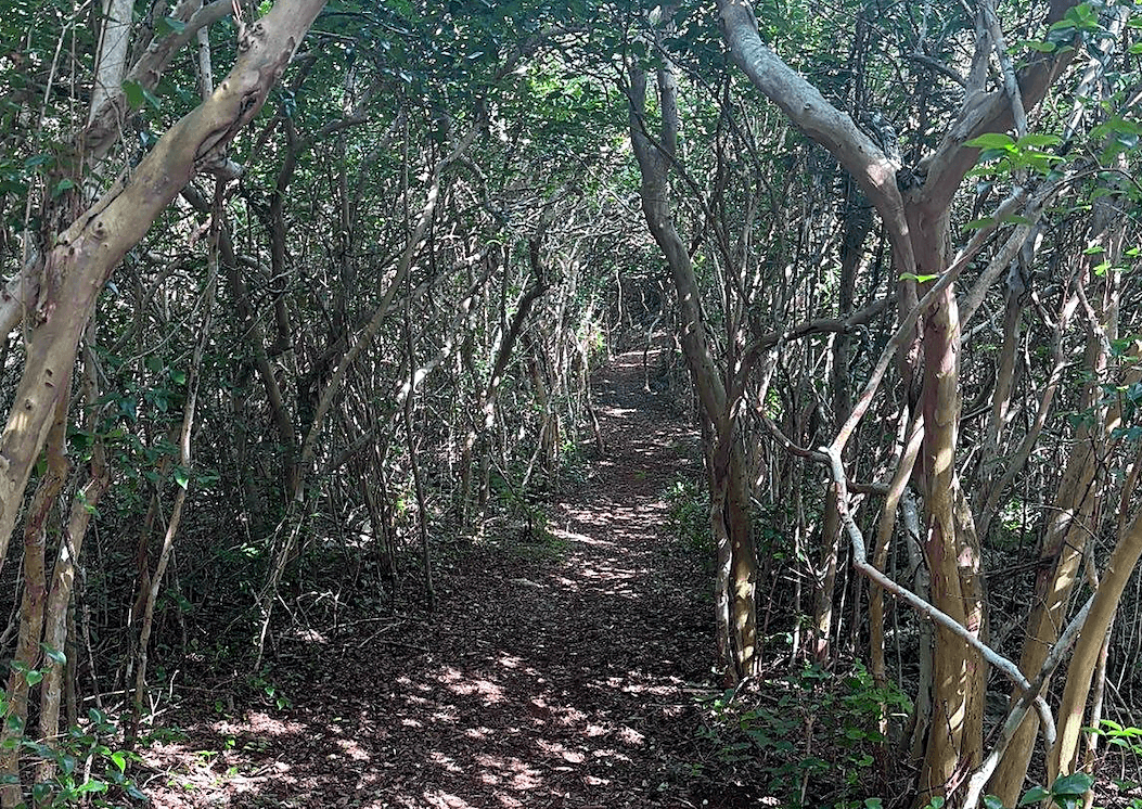 Tom Moore’s Jungle / Walsingham Nature Reserve