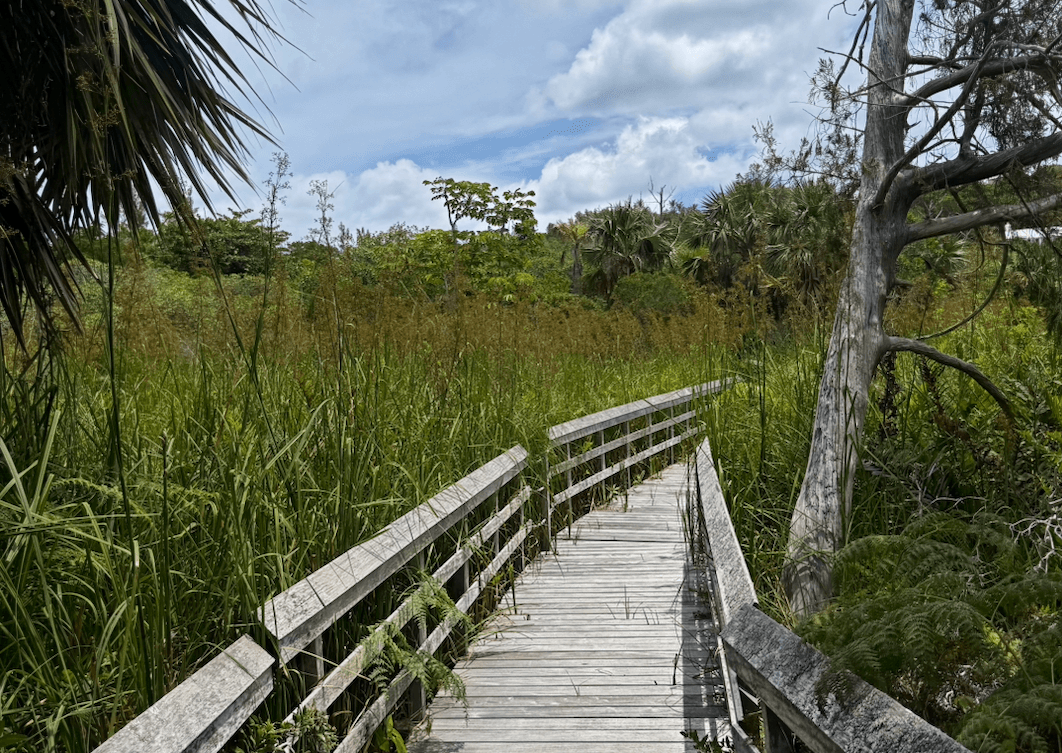 Paget Marsh & Boardwalk