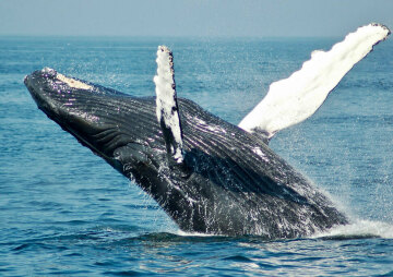 Whale Watching Tours are back!