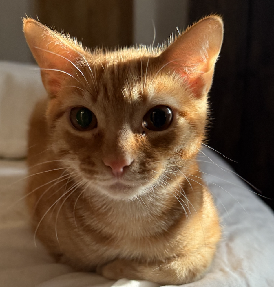 Ettrick Animal Hospital