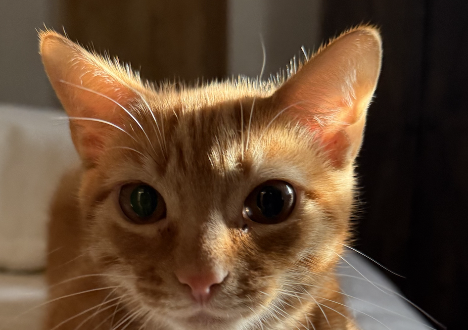 Ettrick Animal Hospital