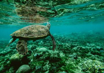BUEI Talks presents: Island SOS – Reef Restoration 