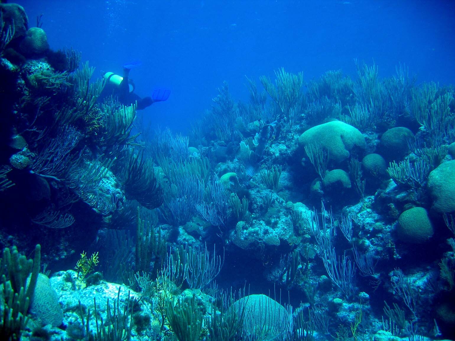 Deep Blue Dive Training Center