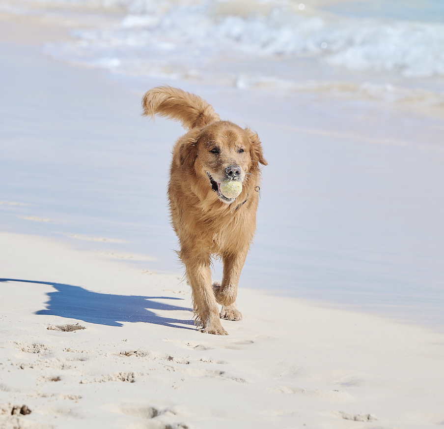 Ettrick Animal Hospital