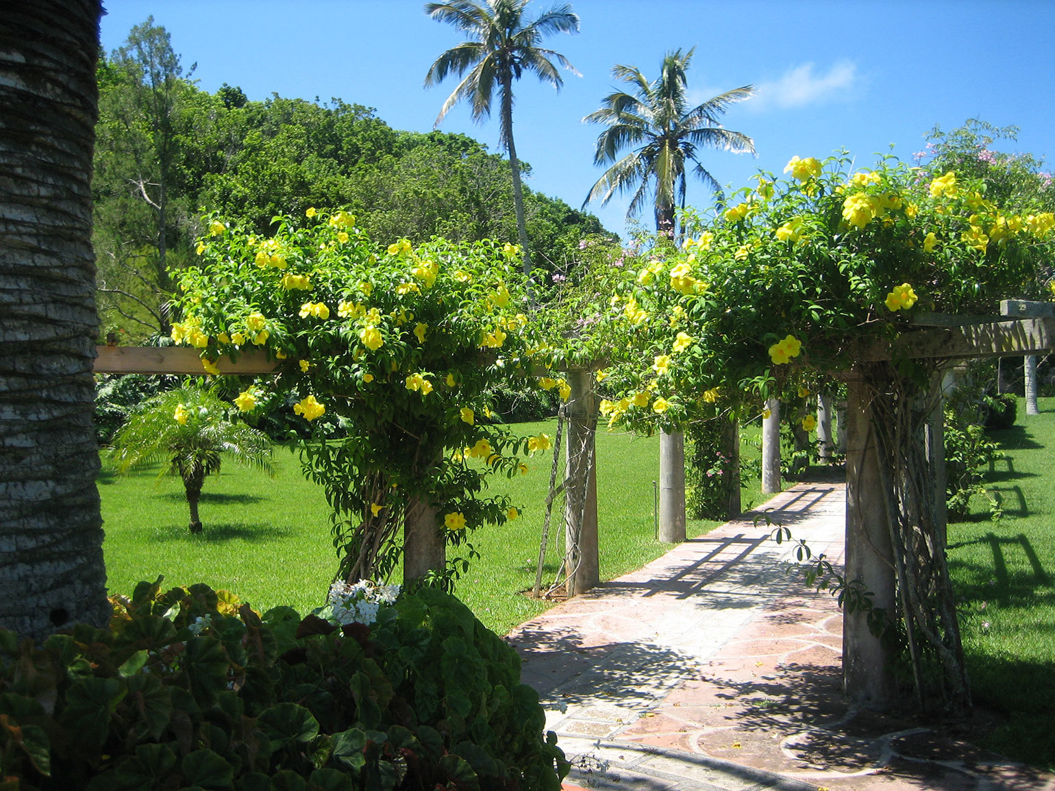 Palm Grove Garden