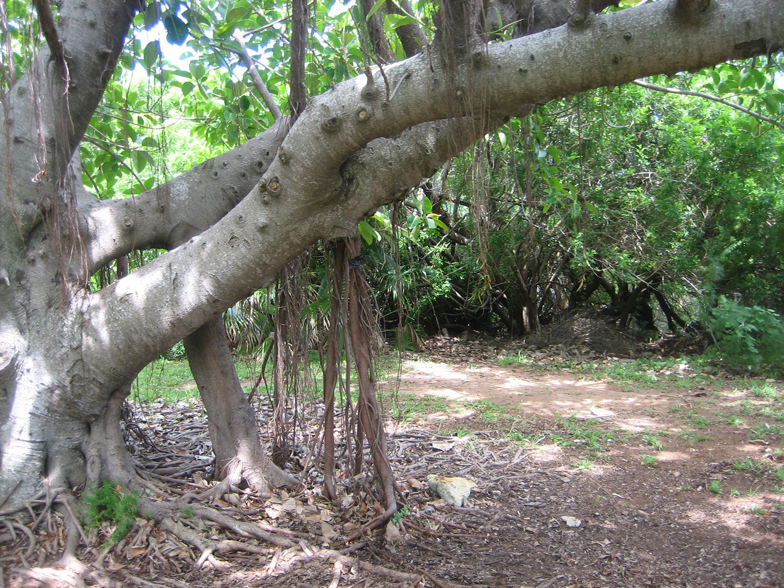 Shelly Bay Nature Reserve