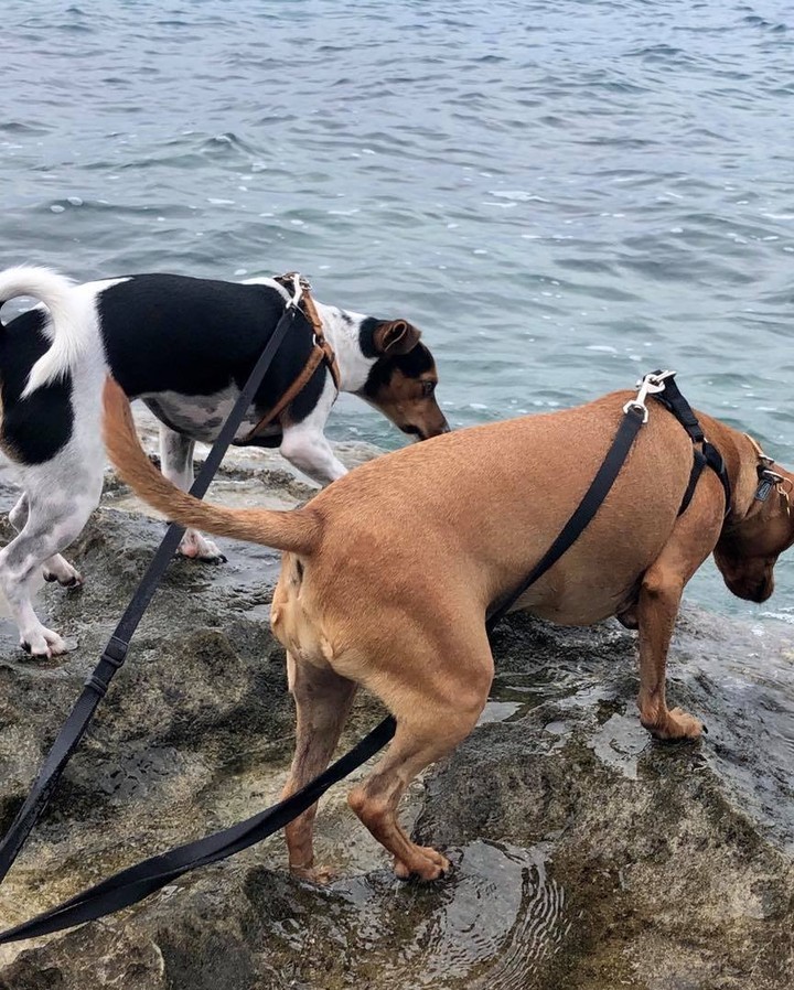 Bermuda Pet Sitters