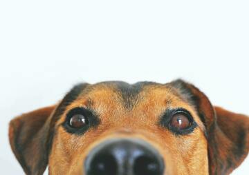 Mental Health Anti-Stigma Month - Dog Therapy with Community K9