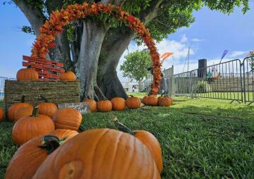 Dockyard’s Fall Festival