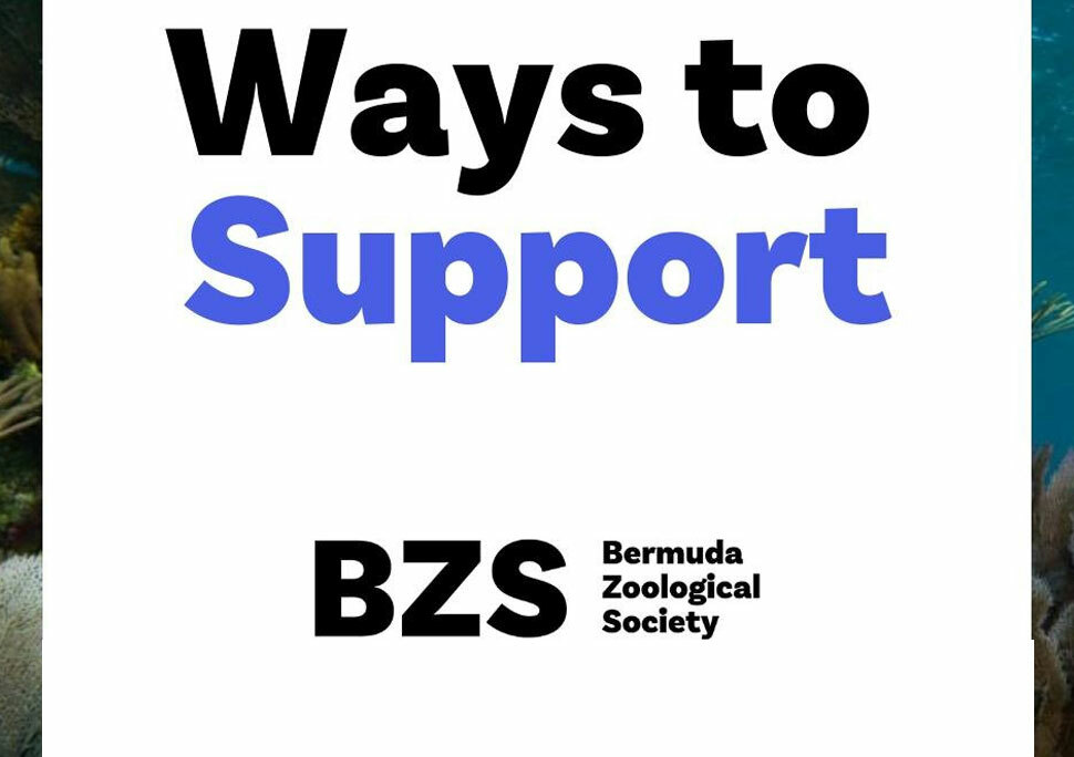 Bermuda Zoological Society Ways To Support