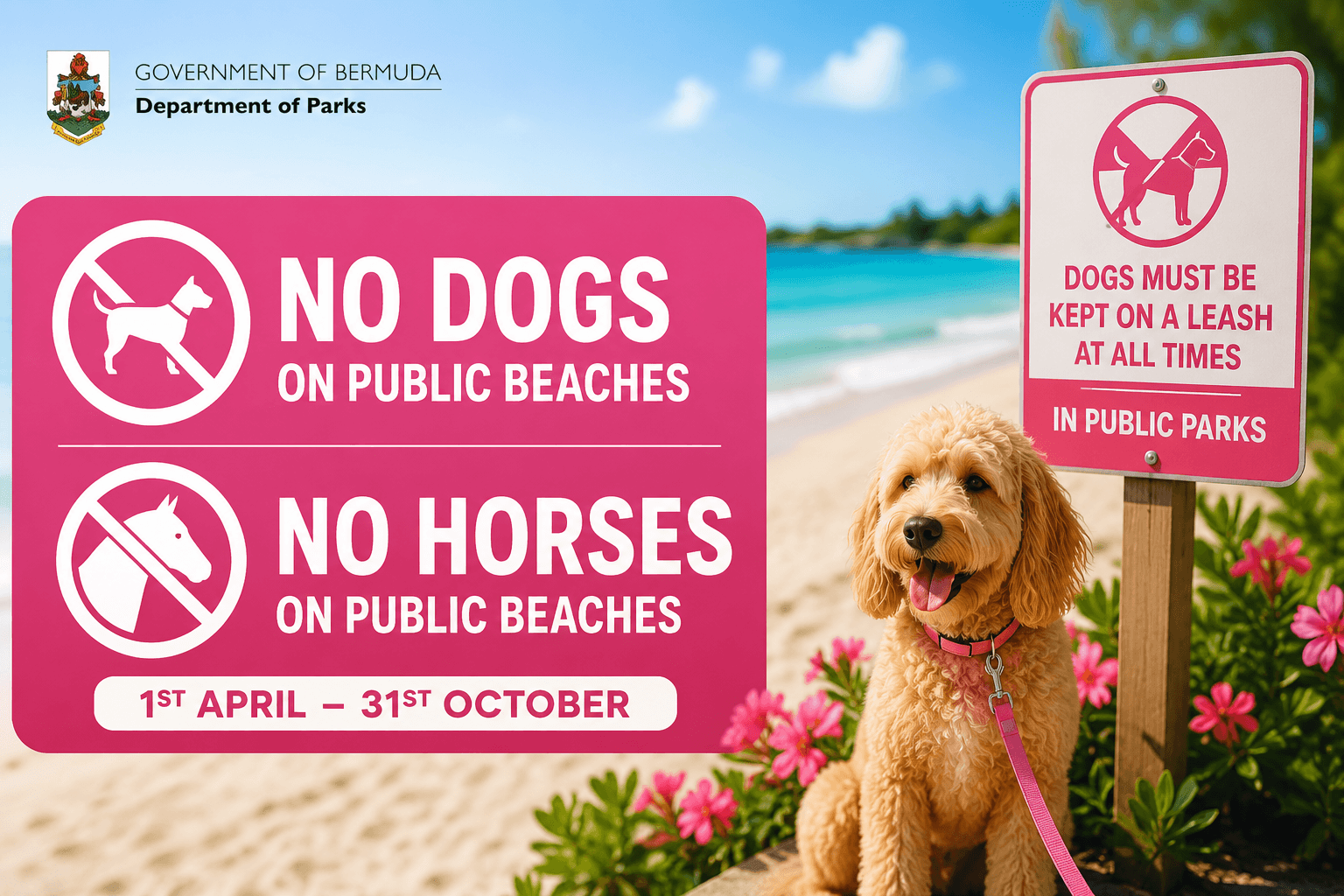 Department of Parks Public Beach Dog Restrictions