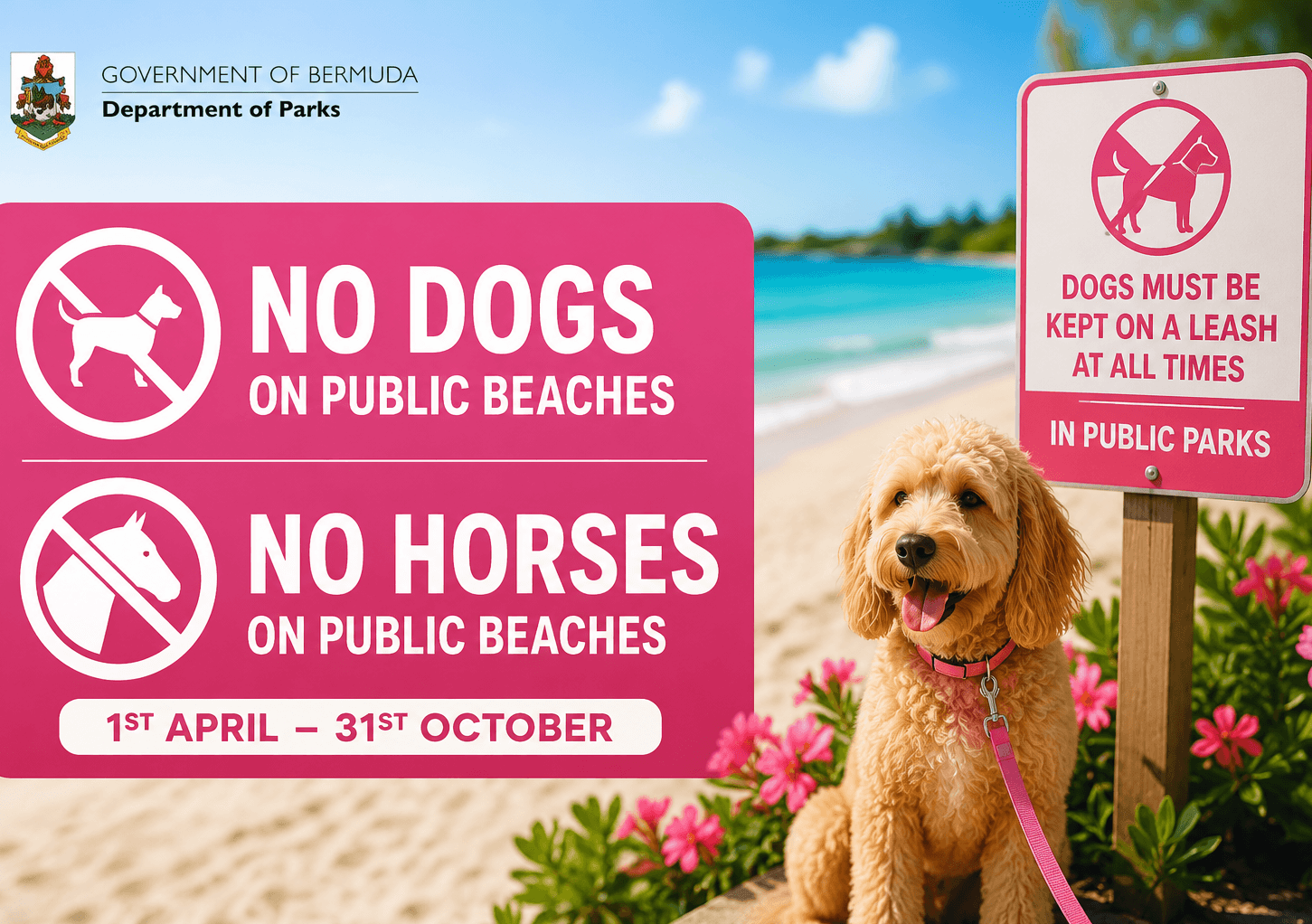 Department of Parks Public Beach Dog Restrictions