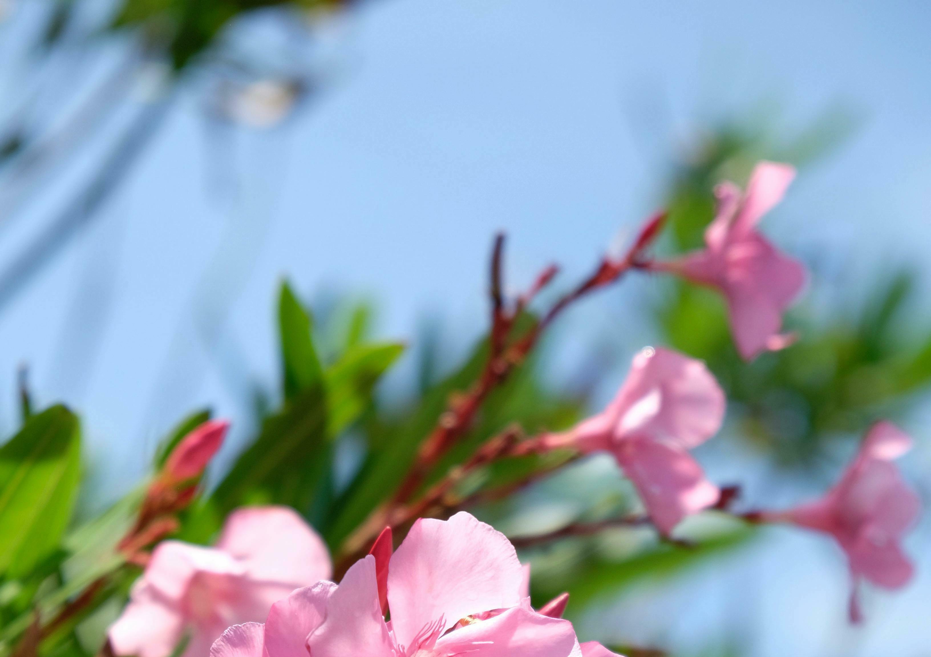 Government of Bermuda - Department of Culture 