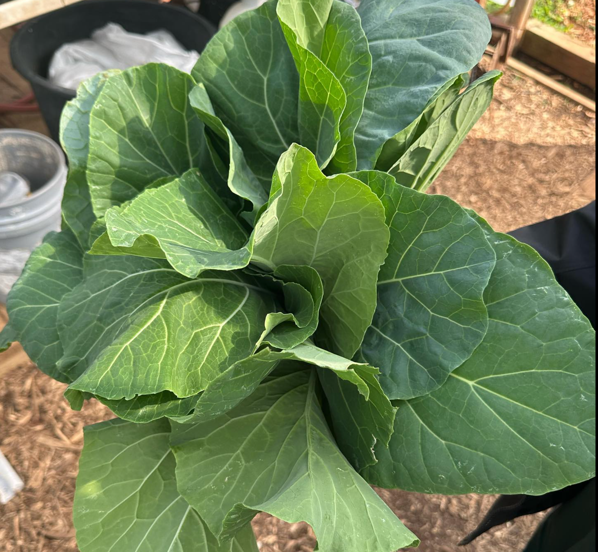 Food Forest