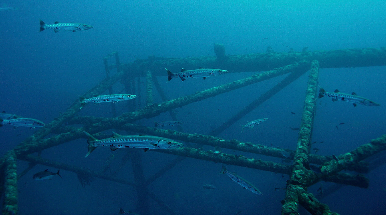 Deep Blue Dive Training Center