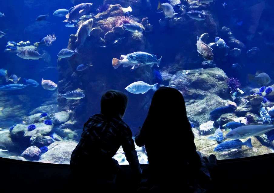 Bermuda Aquarium, Museum & Zoo Membership Pass Benefits