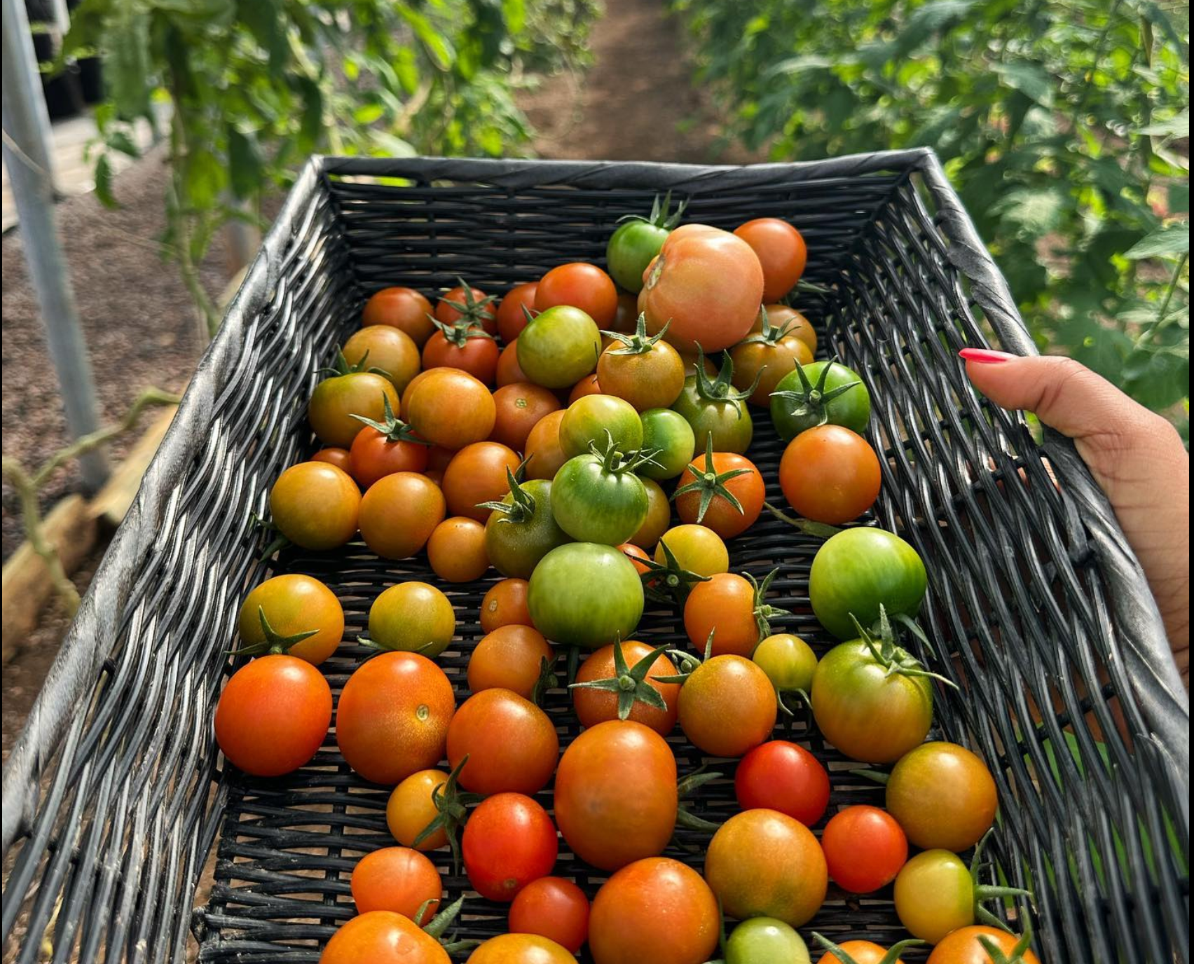 Food Forest