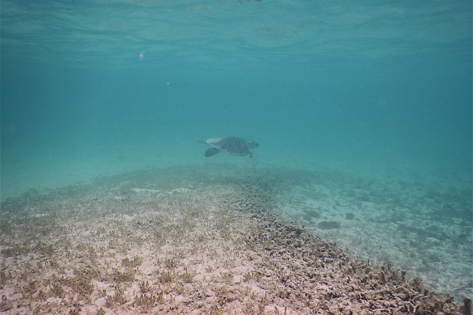 The Bermuda Turtle Project