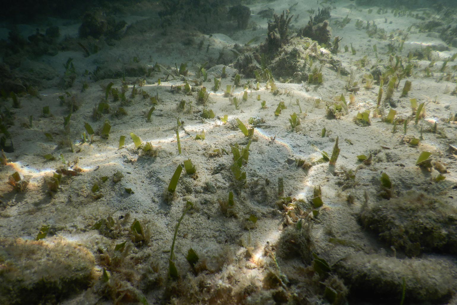 Bermuda's declining seagrass beds