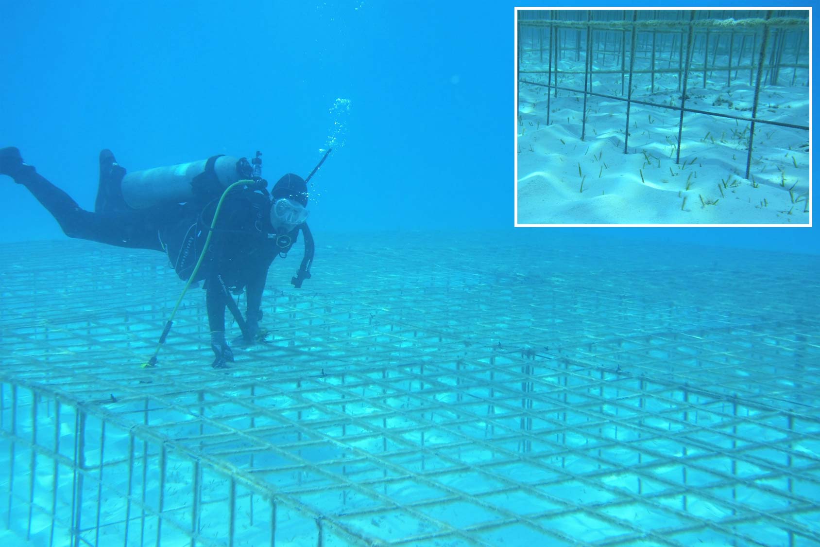 Protective cages being installed to protect Bermuda's seagrass