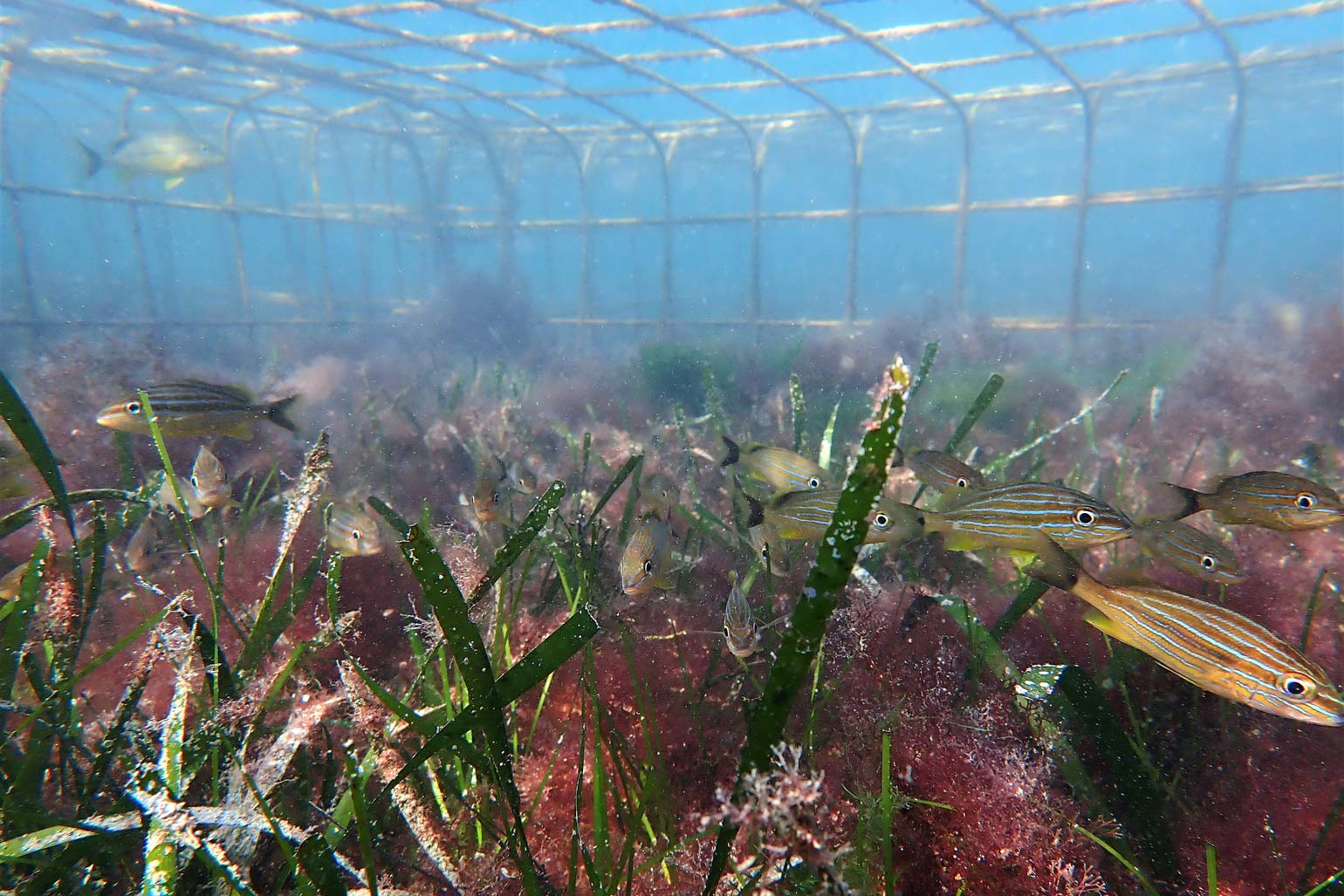 The Bermuda Seagrass Restoration Project