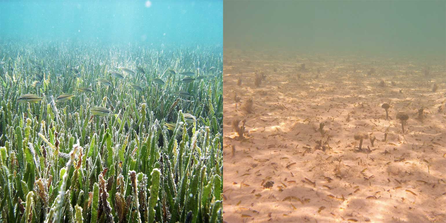 Bermuda's disappearing seagrass beds
