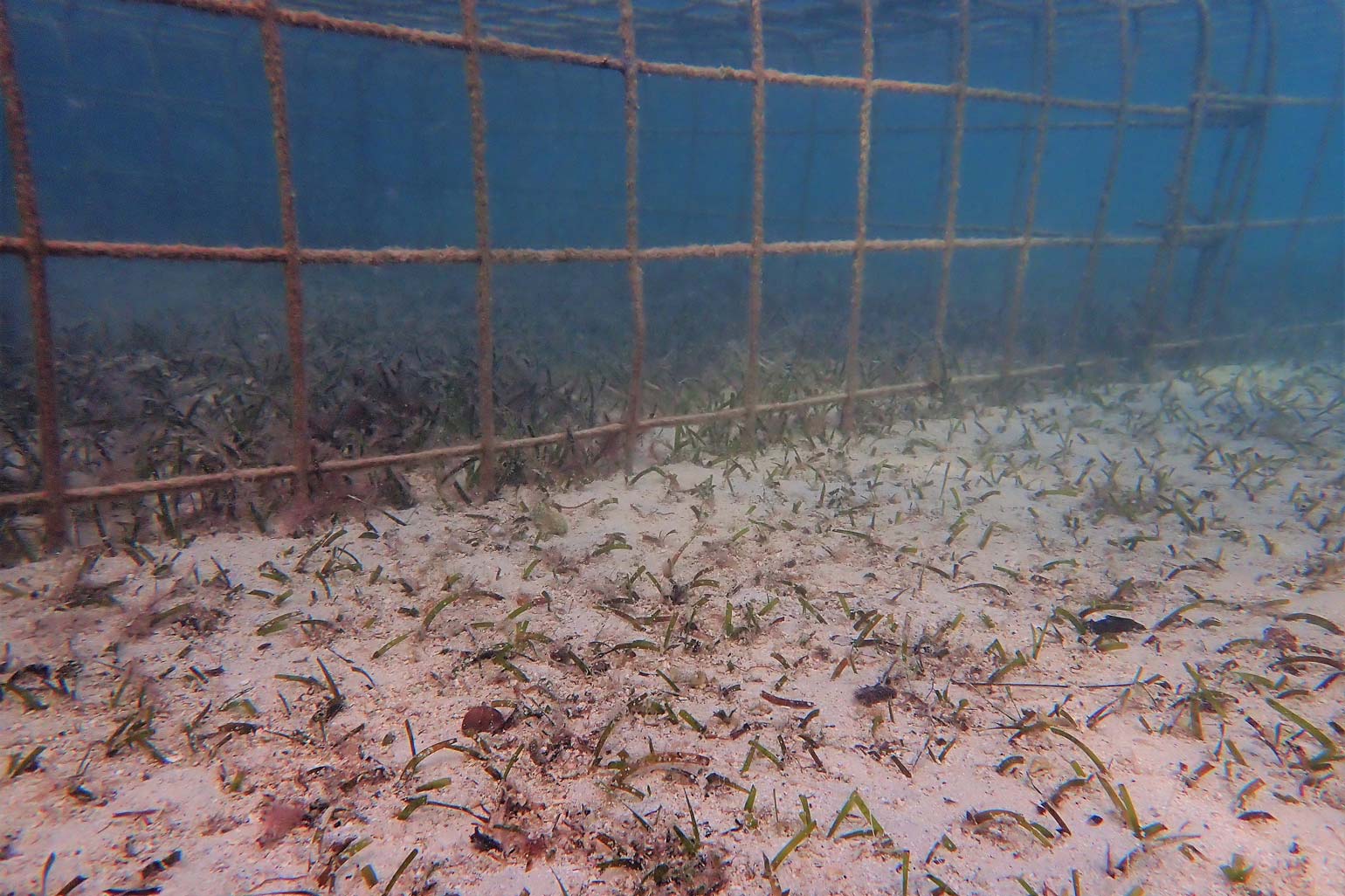 Grazed seagrass outside the cages near Spanish Point