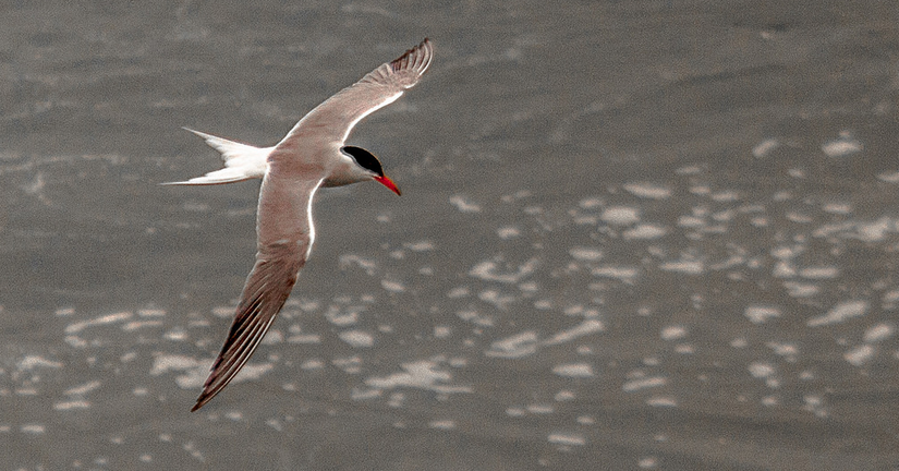 Bermuda's Native Birds: Part 1