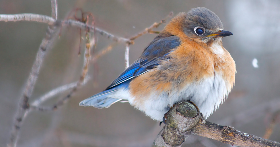 Bermuda's Native Birds: Part 1