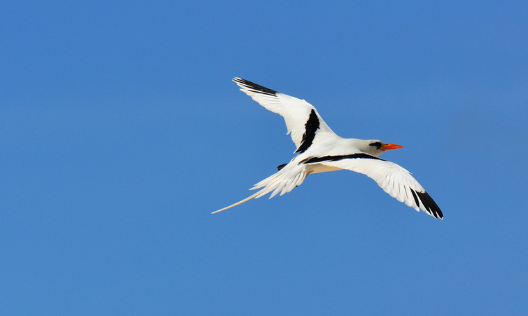 bermuda yellow pages longtail native bird species