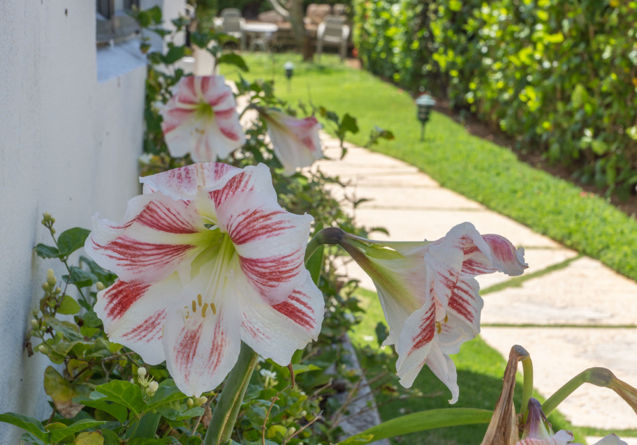 Bermuda Sandpiper Apartments Bermuda guest houses