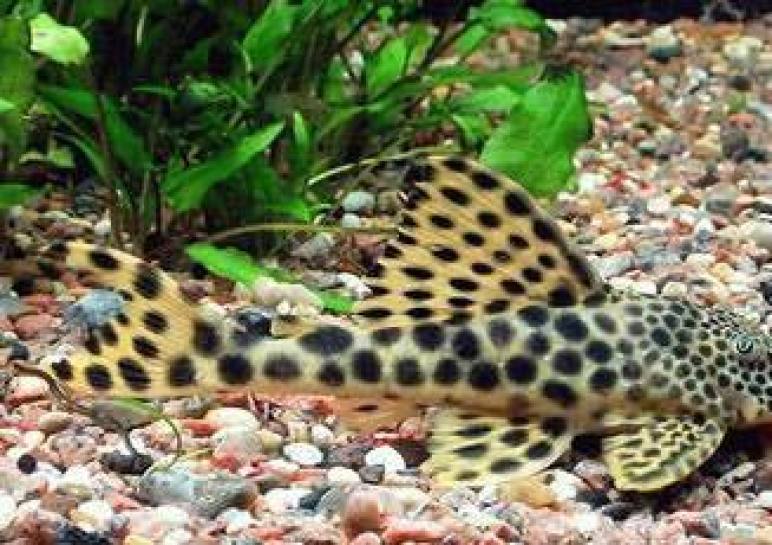 PicAPet Bermuda Businesses Directory