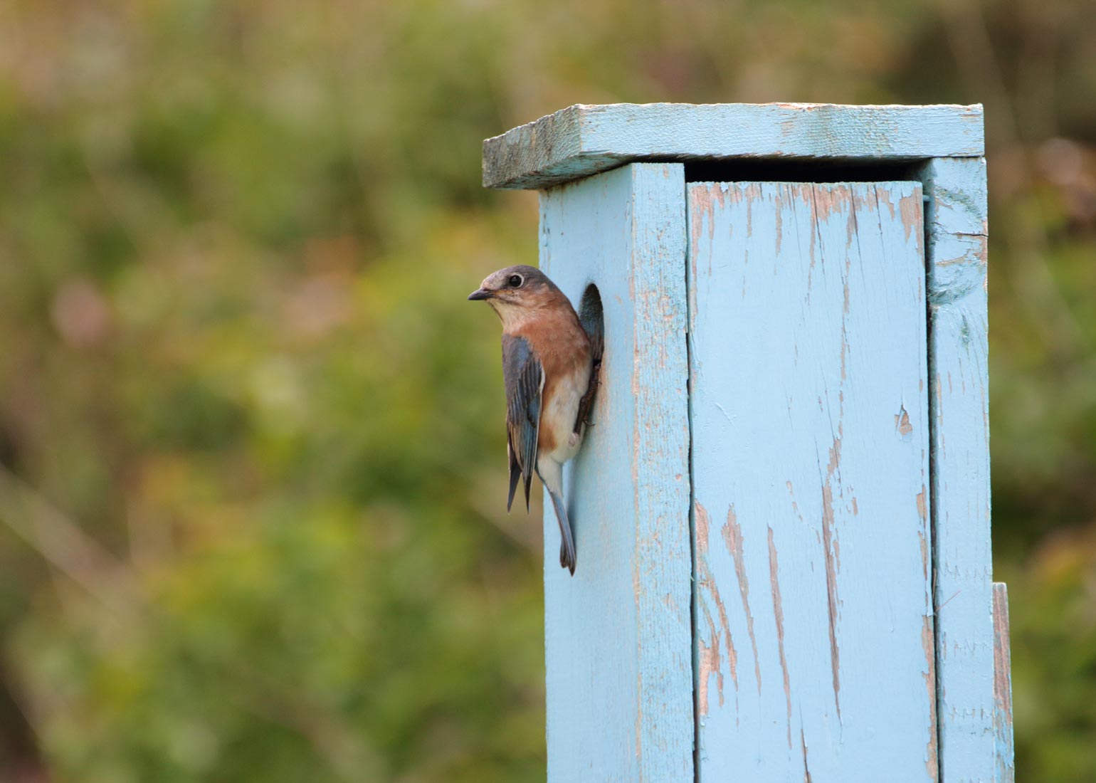 Bluebird nesting Box