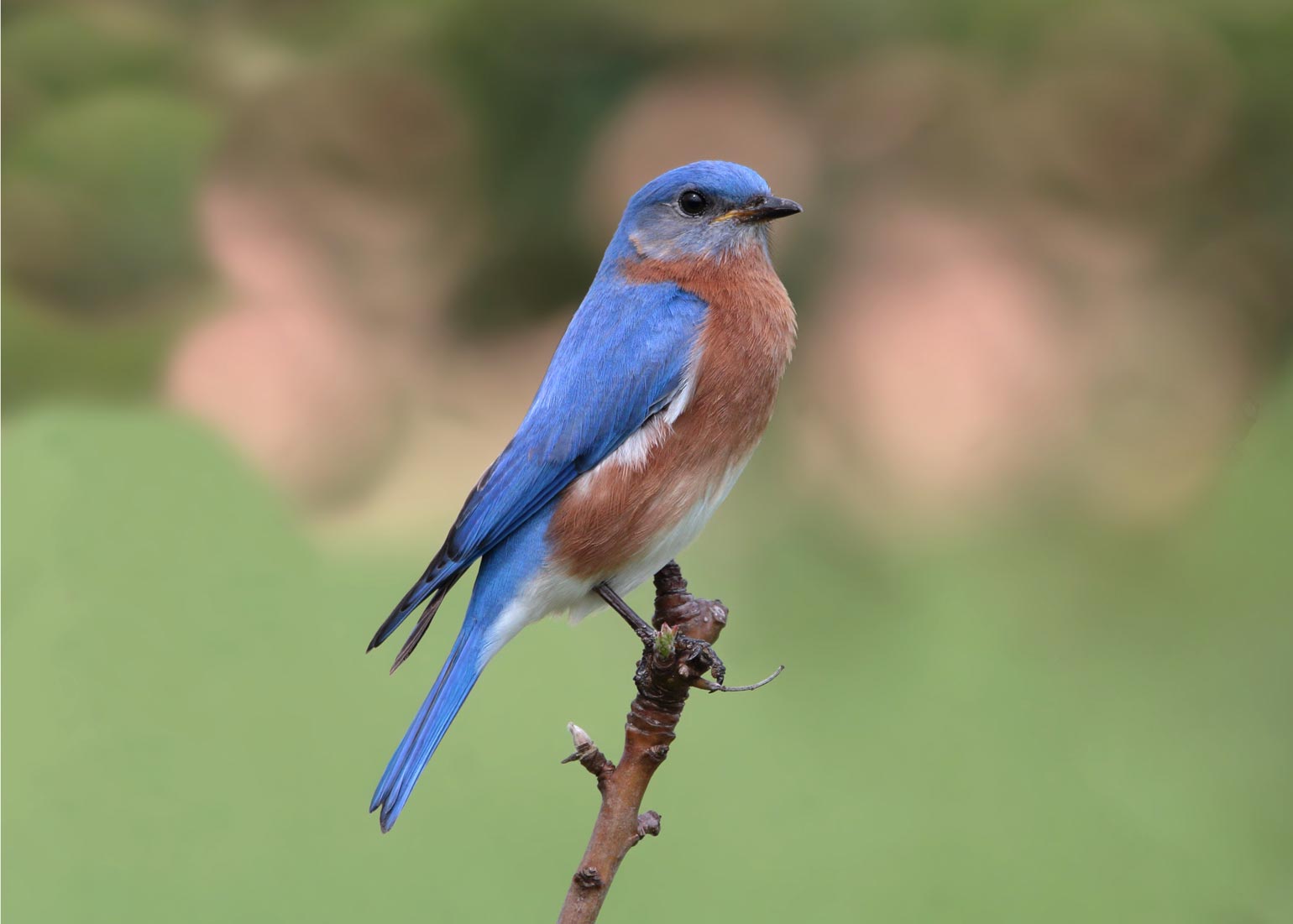 Bermuda Eastern Bluebird