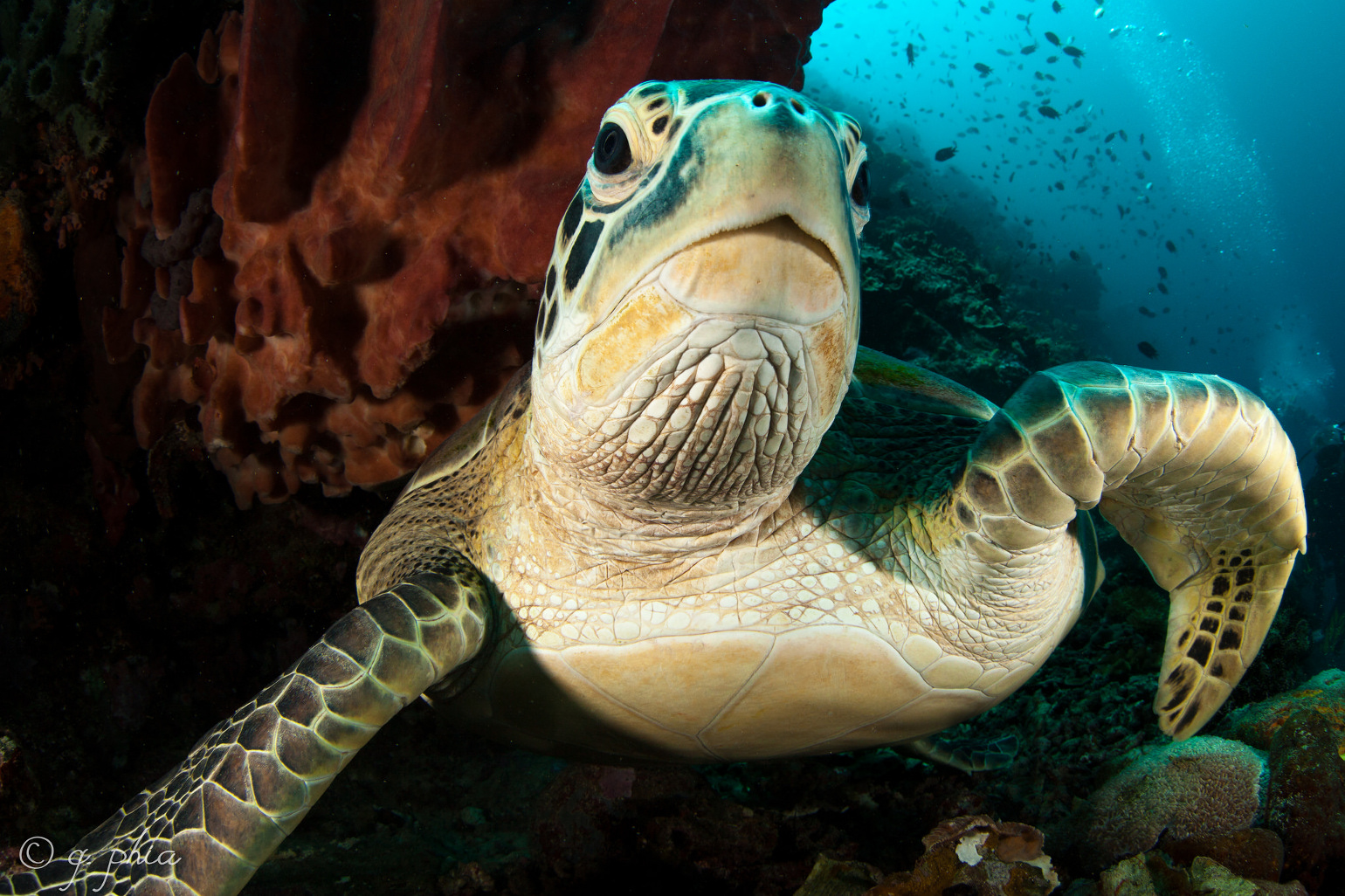 Sea Turtle Preservation Society saves stranded turtle in Melbourne Beach