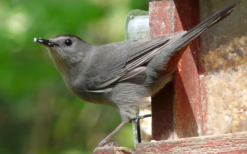 Bermuda's Native Birds: Part 2