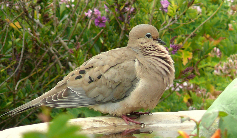 Bermuda's Native Birds: Part 2