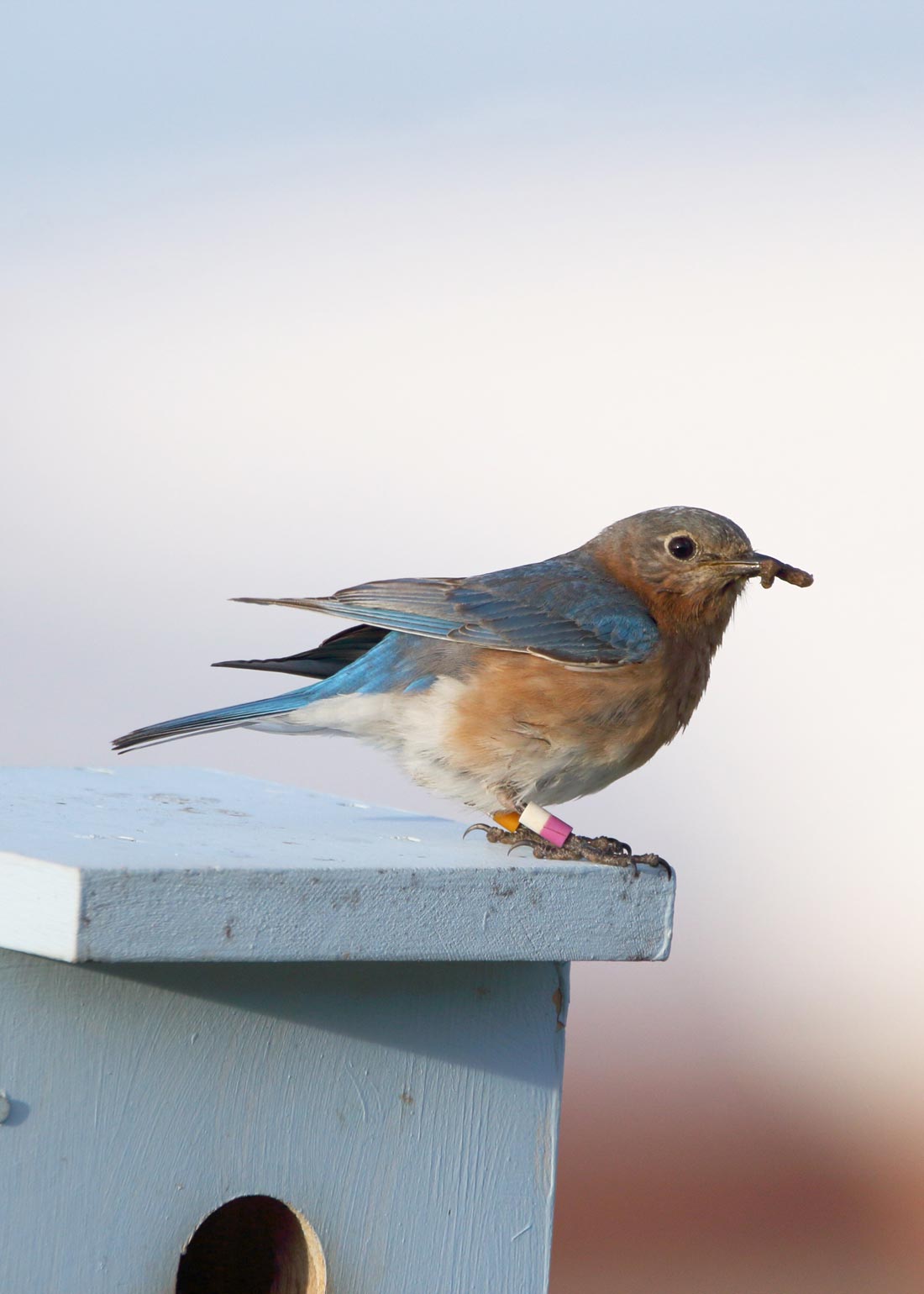 Bermuda Eastern Blue bird